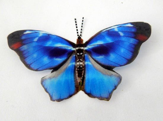 blue butterfly