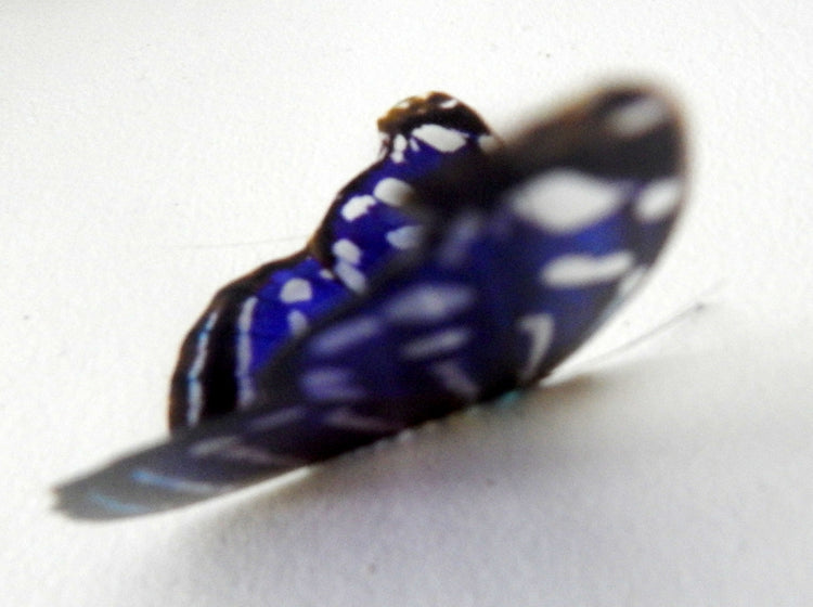 Natural blue fake butterfly