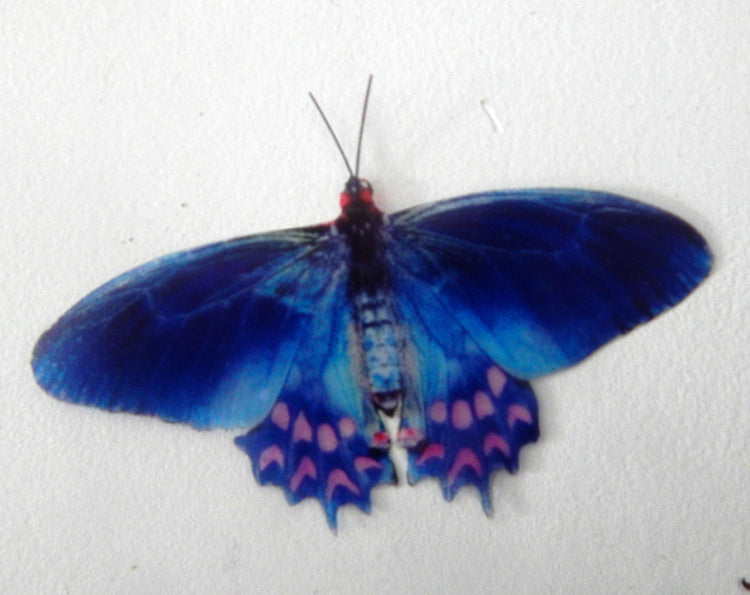 3d sticker butterfly