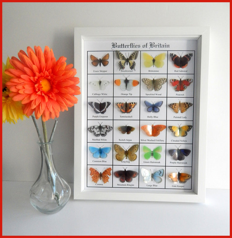 British Butterflies framed. Collection of butterflies from the United Kingdom