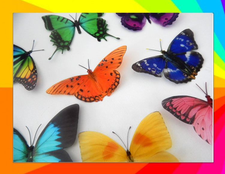colourful butterflies