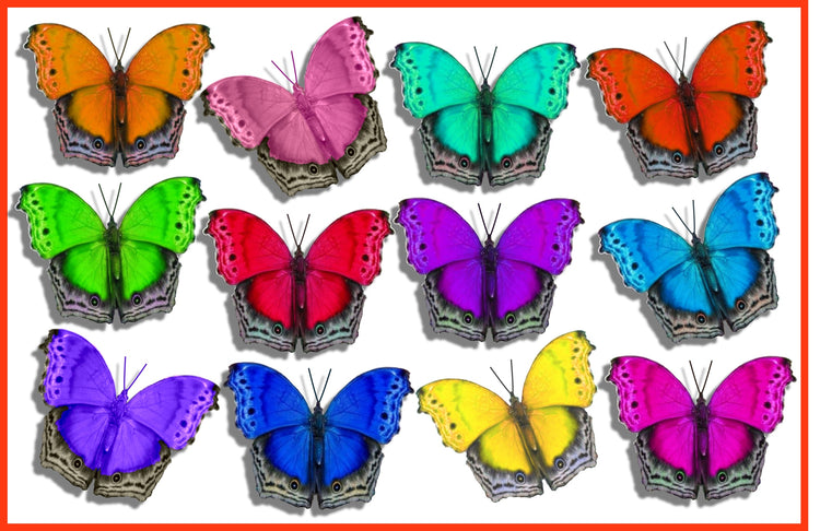 rainbow buterfly stickers
