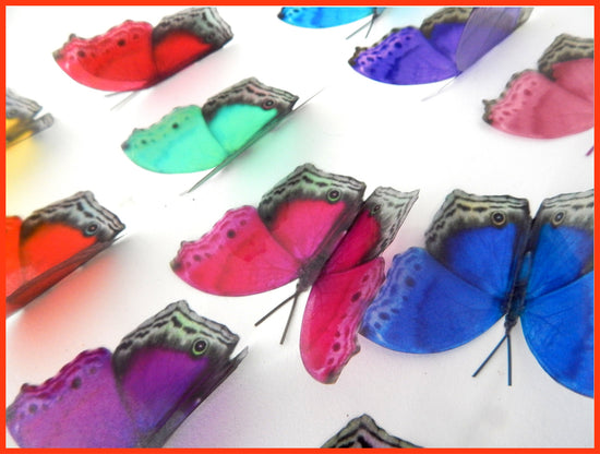 colourful rainbow butterfly stickers