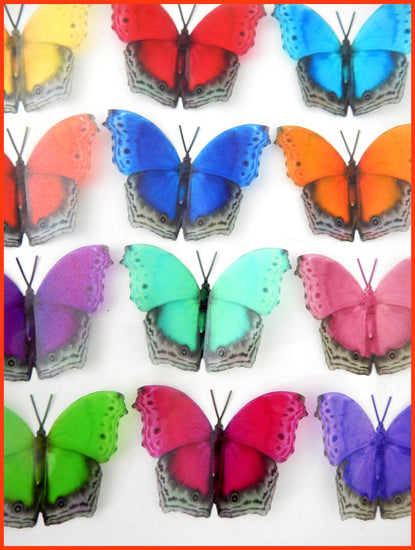 Bright multi colored butterflies