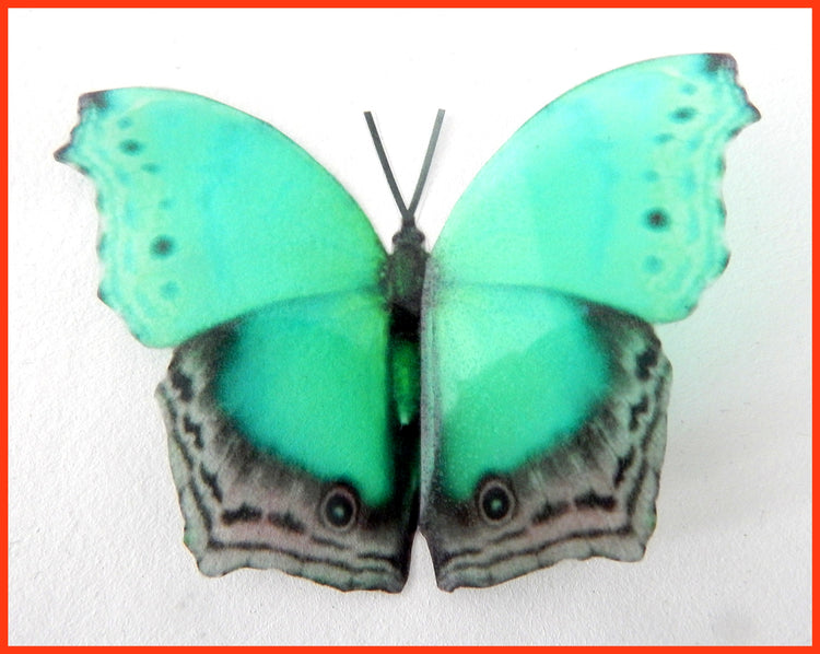 green bright colours butterfly decor