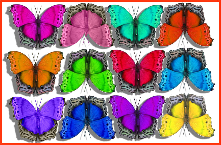 bright colours butterfly decor set of 12