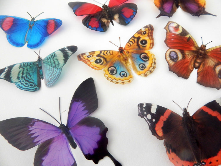 natural butterfly collection