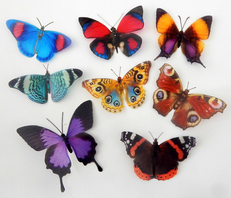 natural butterfly collection Hall Place