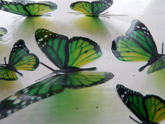 Green Horniman museum butterflies