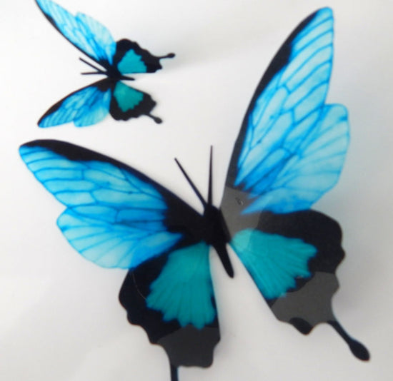 Natural butterfly in teal