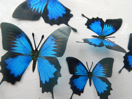 Black and blue natural Horniman museum butterflies stickers 