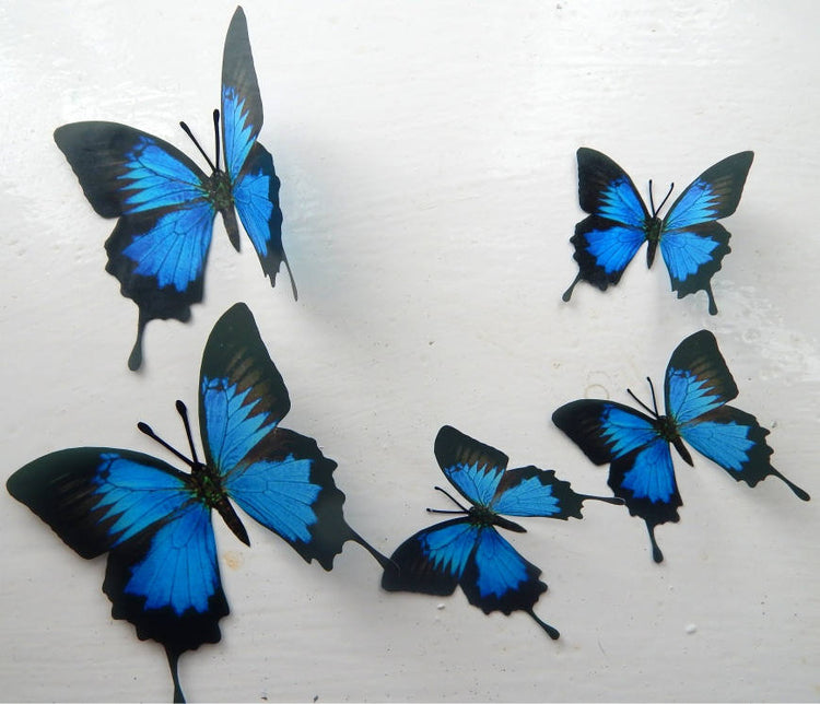 Black and blue faux butterfly stickers
