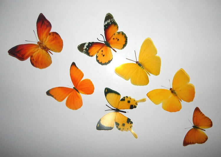 yellow and orange butterflies