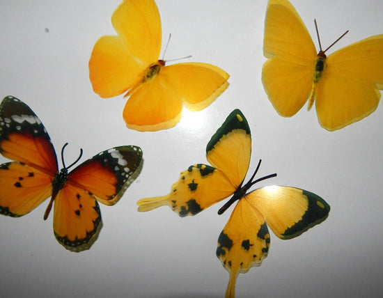 yellow and orange butterflies collection