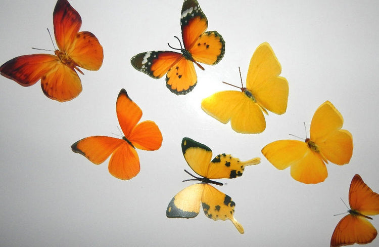 3d butterflies the Yellow and Orange collection, butterfly decor for the wall,conservatory, home,bedroom, lounge,window decorations, vase