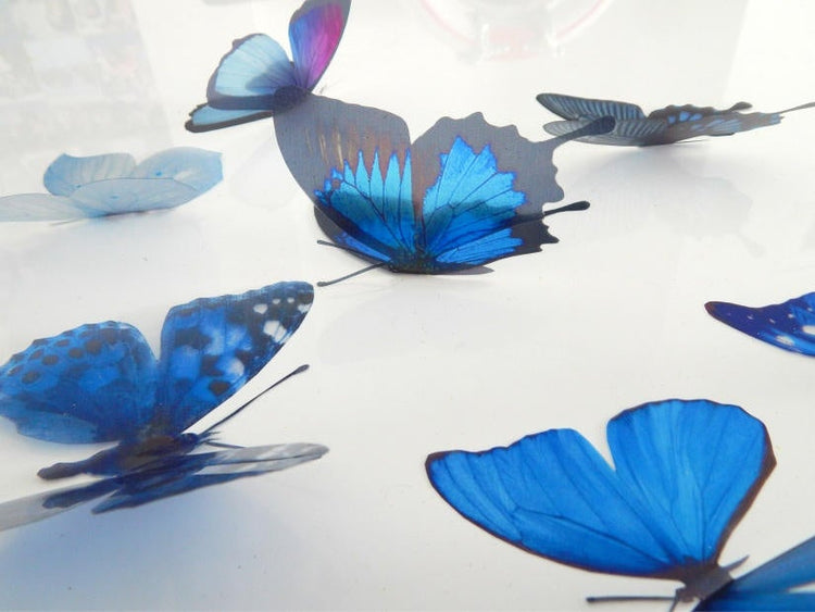 Blue Natural butterflies from our blue collection. 3d Butterfly stickers.