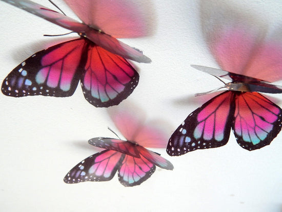 David Attenborough monarch butterflies