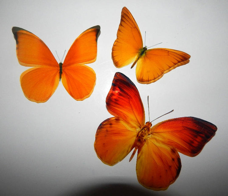 orange natural butterfly wall sticker