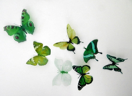 Emerald Swallowtail butterfly