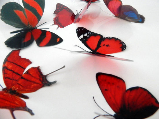 red butterfly collection