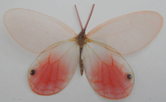 salmon pink butterfly by flutterframes