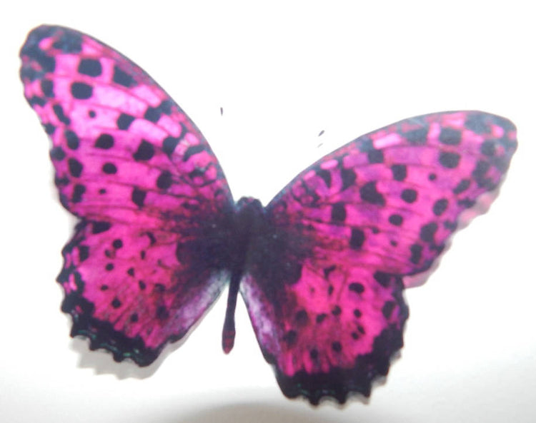 Fuchsia pink butterfly
