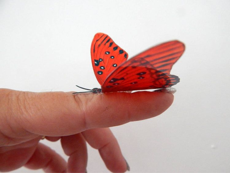 red natural butterfly