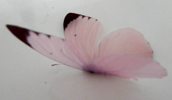 natural pink butterfly by flutterframes