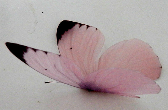 baby pink butterfly 3d wall sticker