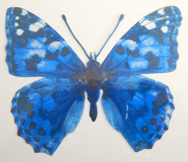 blue spotted natural butterfly sticker