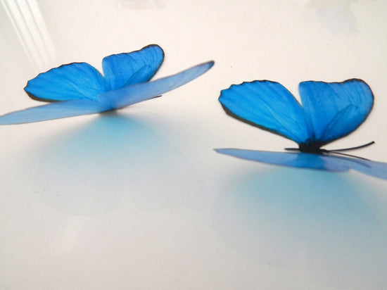 Natural blue butterfly sticker by Flutterframes