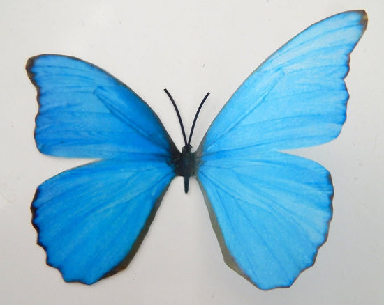 faux blue natural butterfly