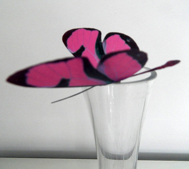 Fuchsia pink butterfly by flutterframes