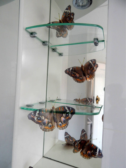 Buckeye butterfly