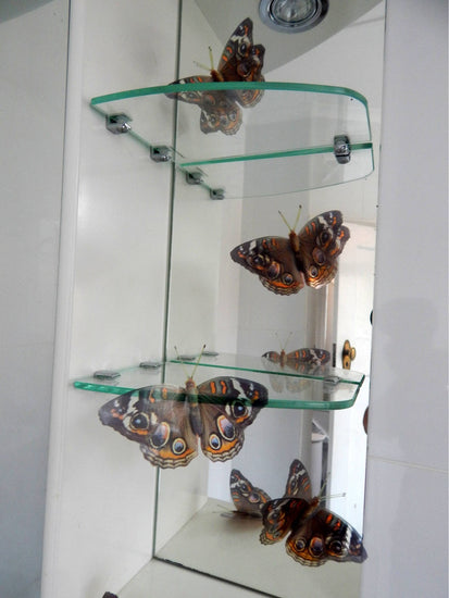 Buckeye butterfly