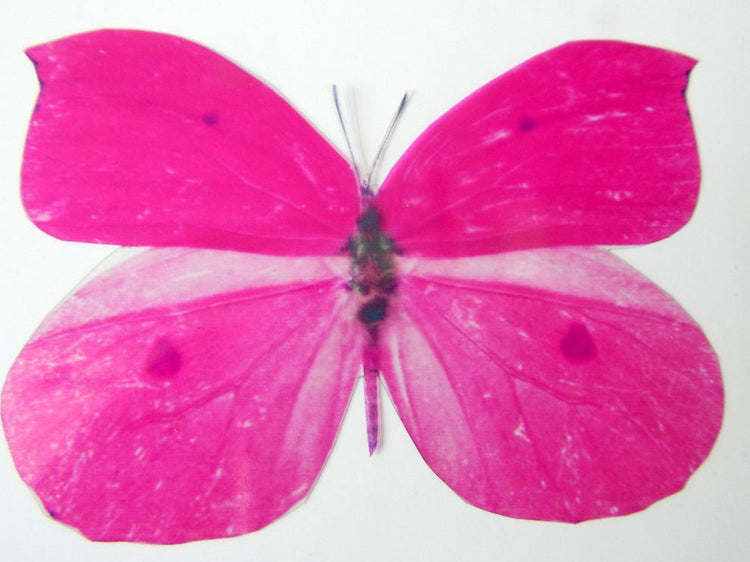 Fuschia pink Luxury Amazing  Butterflies 3D Butterfly Wall Art stickers,Removable Butterflies Home Decorations,bathroom, shower room,bedroom
