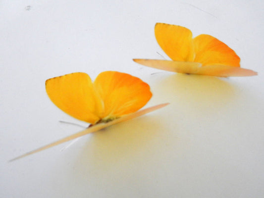yellow butterflies