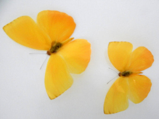 Peacock Pansy