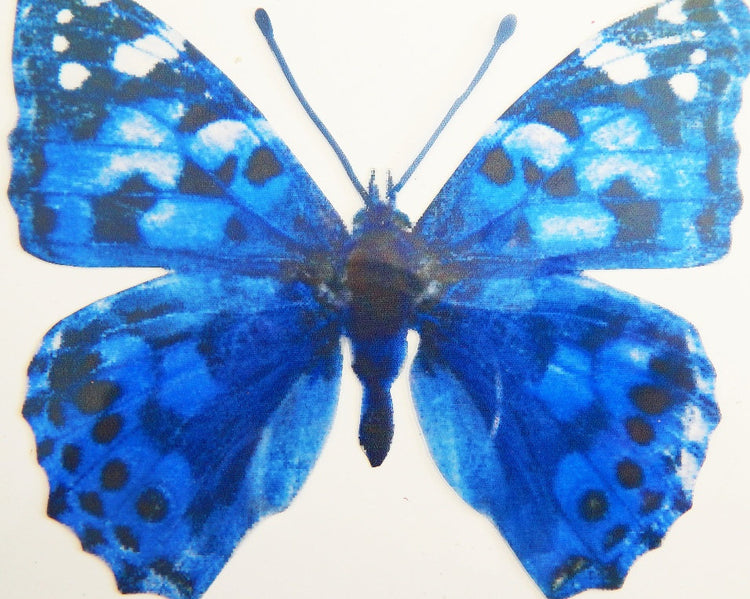 3D Butterfly Blue spotted wall stickers, handmade natural looking butterflies.