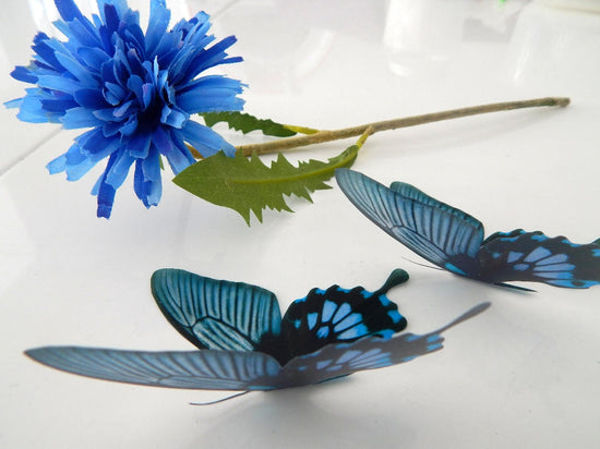 Dusky blue butterfly by flutterframes