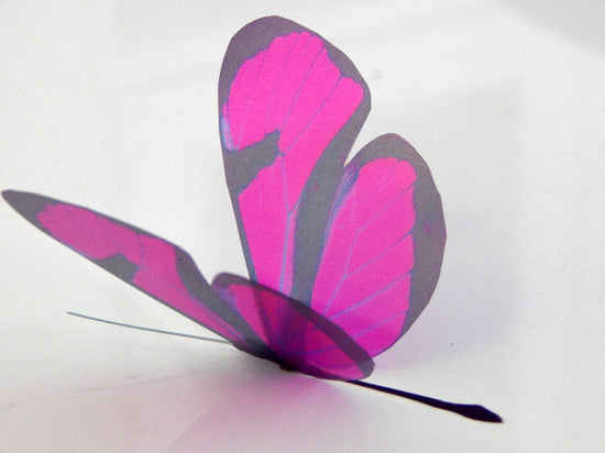 Fuchsia pink butterfly wall stickers by flutterframes