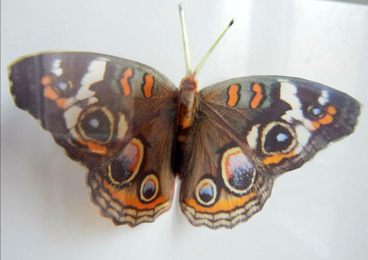 buckeye butterfly by flutterframes