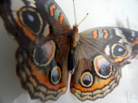 buckeye butterfly by flutterframes
