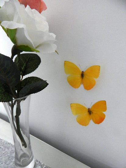 sulphur butterfly