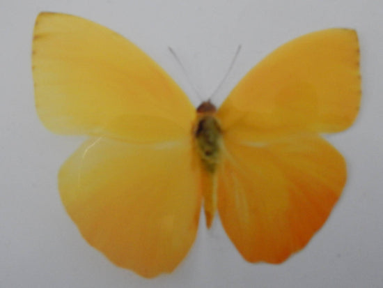 yellow butterflies by flutterframes
