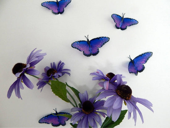British Purple natural butterflies
