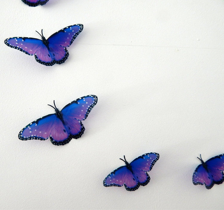 Purple natural butterflies museum