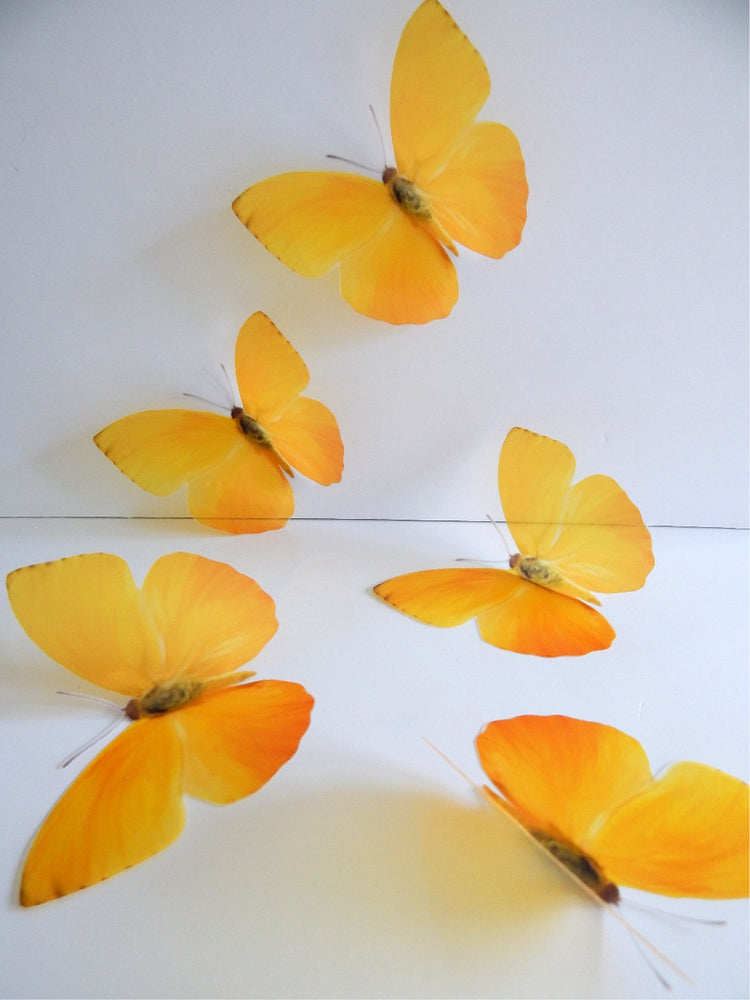 yellow butterfly collection