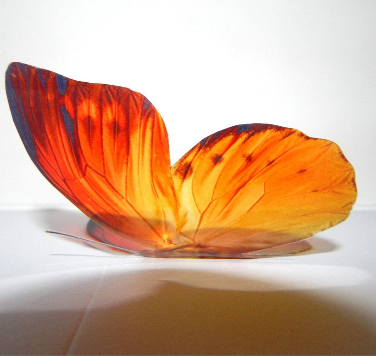 natural orange butterfly collection Hall Place