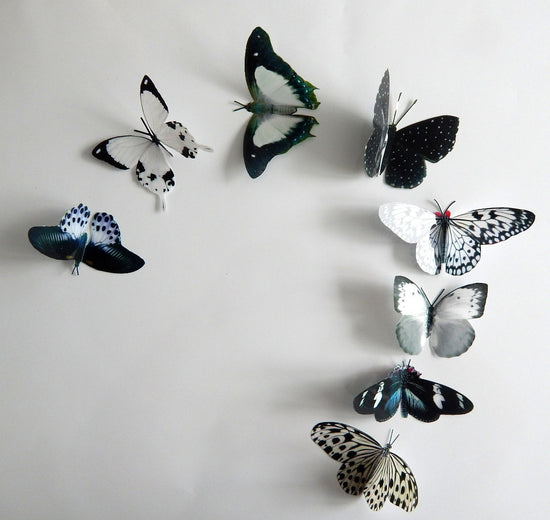 natural butterfly collection from museum